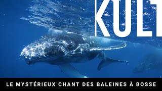 Le mystérieux chant des baleines à bosse [upl. by Nus]