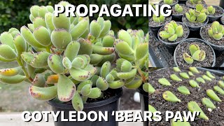 Propagating Cotyledon Tomentosa Bears Paw [upl. by Kan]