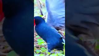 Moorhen Chick 😛Cute baby videos birds moorhen indianbirdwatching [upl. by End352]