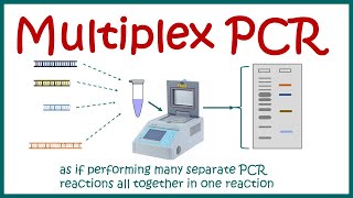 Multiplex PCR [upl. by Eirrac616]