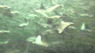 Underwater video of cownose rays [upl. by Elitnahc]