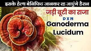 DXN Ganoderma Lucidum  इसके हेल्थ बेनिफिट जानकर रह जाएंगे हैरान [upl. by Harewood]