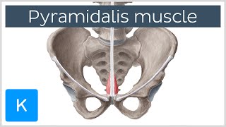 Pyramidalis Muscle Overview and Function Human Anatomy  Kenhub [upl. by Eenet683]