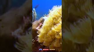 Manchones reef scuba adventure trending islamujeres scuba laisribeiro [upl. by Akere]