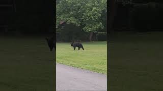 Live Bear From Gatlinburg [upl. by Launam555]