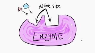 An Introduction to Enzymes [upl. by Sidonius132]