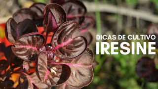 Dicas de cultivo da planta IRESINE [upl. by Anawal]