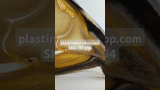 751654 AIAPA Horse hoof plastinate Plastinate [upl. by Ansev]