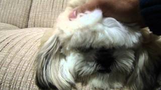 Gully the Lhasa Apso loves his baby [upl. by Aiepoissac]