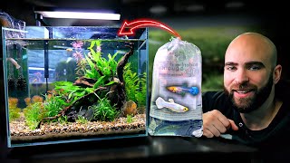 Making An EXOTIC GUPPY Nano Tank SNOW WHITE GUPPYS [upl. by Ateuqal]