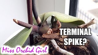 Phalaenopsis Orchid with terminal spike  what to do  AskMissOG 😎 2 [upl. by Elleynad]