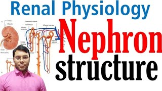 Nephron structure and function  Excretory system in hindi  class 10 [upl. by Ros]