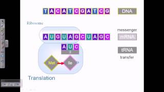 Central dogma replication transcription and translation [upl. by Kcirdneh]