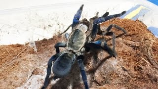 Sekilas tentang Mating  mengawinkan Tarantula [upl. by Ymia]