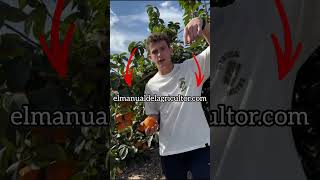 ¡Los AGRICULTORES estamos HARTOS‼️🆘agriculturaespañola elmanualdelagricultor frutas [upl. by Donielle680]