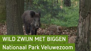 Wild zwijn met biggen  Nationaal Park Veluwezoom [upl. by Yeneffit197]