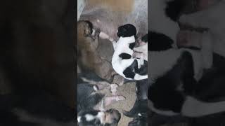 Newborn puppy dog pets doglover doglove [upl. by Dale]