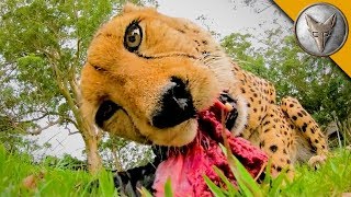 MEATING a Cheetah [upl. by Kaia791]