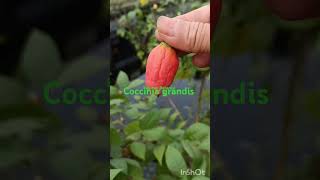 Coccinia grandis Ivy gourd  তেলাকুচা গাছ ও ফলyoutubeshorts nature garden gardenplants birds [upl. by Ax]