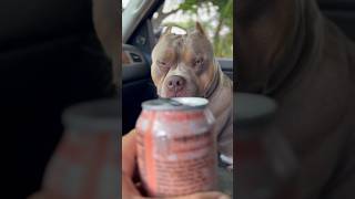 Pocket Bullys Morning Routine Starting the Day with Monster Energy👹 [upl. by Shwalb85]