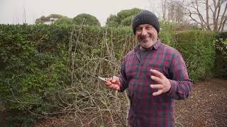 How To Prune A Dwarf Apple Tree [upl. by Hillell]