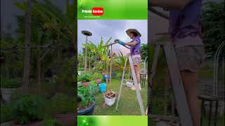 Make a trellis for climbing plants privategarden [upl. by Nami]