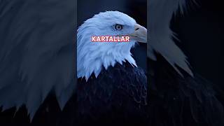 Kartalların inanılmaz görüş kabiliyeti 🦅 [upl. by Anitsyrhc616]