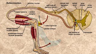 CLASSIFICATION OF REFLEXES [upl. by Ahcrop]