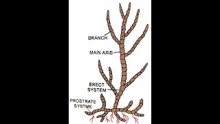 Ectocarpus Morphology [upl. by Eidnam]