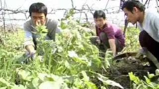 Kaifeng Jews at Kibbutz Sde Eliyahu Hebrew [upl. by Ferguson]