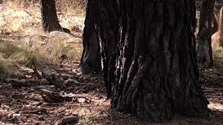 Coatimundi animals in southern Arizona [upl. by Elohc]