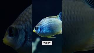 STRZELCZYK  ROZPOZNAJE TWARZE akwarystyka fish aquarium ciekawostki [upl. by Leahcimal]