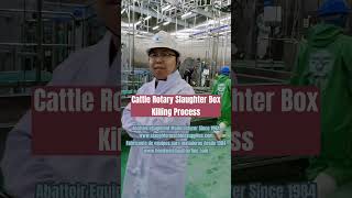 Cattle rotary slaughter box Cow Killing Process Modern Abattoir slaughter line beef production plant [upl. by Hanoy]