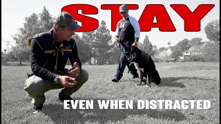 Teach Your Dog to STAY even when Distracted  Dog Training Video [upl. by Jerol]