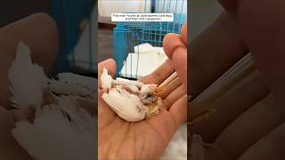 This man found an abandoned bird egg and then this happened animalshorts shortvideo [upl. by Yevre]