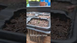 Have you ever seen this Baby pine tree Still has the seed pod on top So adorable fypシ [upl. by Atsirak]