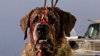 Cujo 1983  Movie Review [upl. by Suilmann]