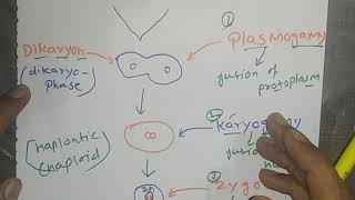 Fungi  hyphae  Aseptate and Septate mycelium  Plasmogamy karyogamy  Dikaryon stage fungi [upl. by Arramas]