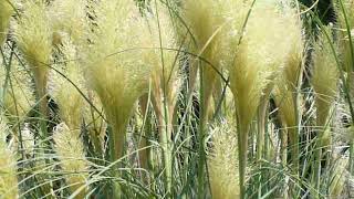 ERBA DELLE PAMPAS  Cortaderia selloana [upl. by Novehc]