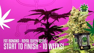 Fat Banana  From Seed to Harvest in Just 10 Weeks Autoflower Cannabis Grow with iGrowCan  RQS [upl. by Josiah90]