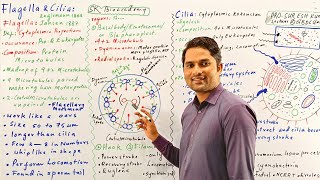 Flagella strcuture and functionFlagella and Cilia class 11Cell bio HindiUrdu Prof Suresh Kumar [upl. by Swayne]