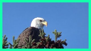 ZOOM IN ON MATURE BALD EAGLE as he listens to calls of Canada Geese in the background [upl. by Ahsimit]