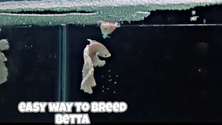 How to breed BETTA FISH  Step by step breeding process  easiest way to breed betta [upl. by Niatsirhc]