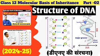 double helix model of DNA  structure of DNA  molecular basis of inheritance [upl. by Medarda]