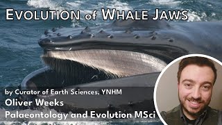 Evolution of Whale Jaws  Oliver Weeks Anning Lectures STREAM [upl. by Tavish588]