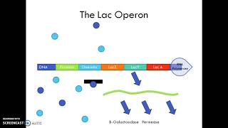 The Operon System [upl. by Rudwik]