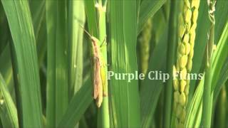 Traditional Paddy Varieties [upl. by Yaniv550]