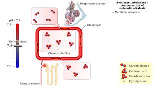 Acidbase imbalances  compensation of metabolic acidosis and alkalosis [upl. by Winser821]