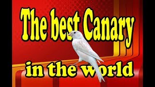 أفضل تغريد لتعليم فراخ الكناري THE BEST CANARY SINGING [upl. by Bernhard]