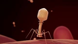 Fighting Infection with Phages [upl. by Bellina]